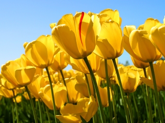 Bunga Tulip
