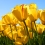 Bunga Tulip