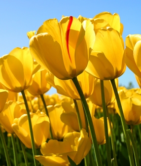 Bunga Tulip